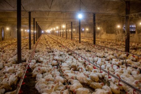 مخالفت تشکل‌های صنعت طیور با حذف سامانه بازارگاه