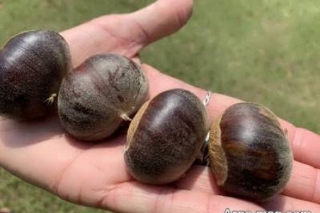 آشنایی با اصول کاشت درخت شاه بلوط