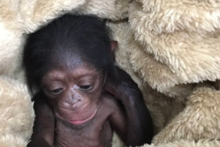 مرگ باران شامپانزه ایرانی بعد از انتقال به کنیا