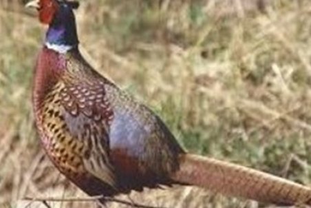 جمعیت "قرقاول" در زیستگاه‌های اردبیل ۱۱درصد افزایش یافت