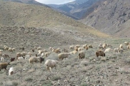 کاهش نزولات آسمانی ۷۰ میلیارد تومان به عشایر استان بوشهر خسارت وارد کرد