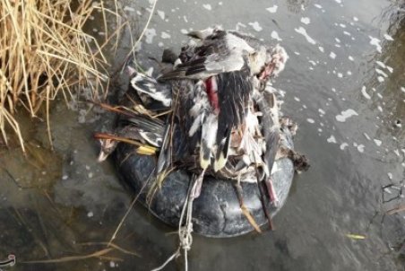 تلفات پرندگان مهاجر در تالاب میقان اراک به ۶۱۹بال رسید