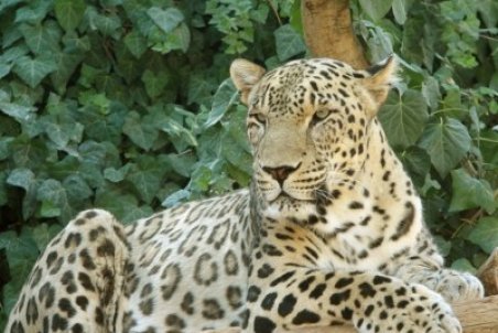 اولویت محیط زیست؛ حفاظت حیات‌وحش است