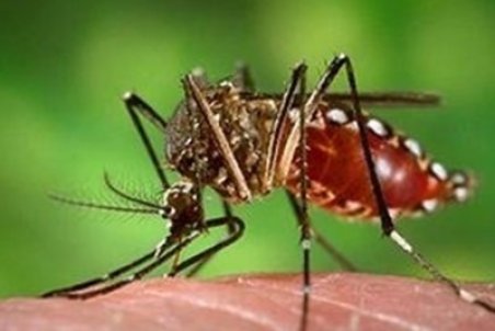 پشه‌ آئدس در کمین بندرعباسی‌ها؛ مناطق چهارگانه شهرداری در حالت آماده باش قرار دارند