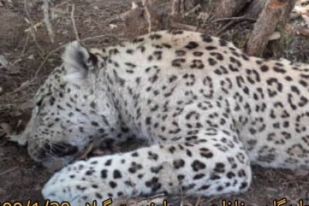 حذف یک گونه دیگر پلنگ ایرانی از چرخه زیستی کشور/ پلنگ زخمی هزار مسجد تلف شد