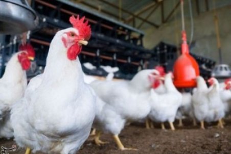 کمبود مرغداری در چابهار؛ ۸۰ درصد گوشت سفید از سایر استان‌ها می‌آید