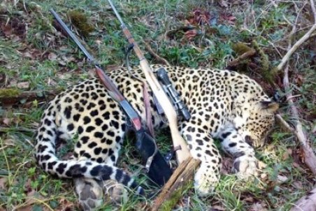 جزئیات مشاهده خودروهای لاکچری با پلاک ‌قطر در بوشهر/ قطری‌ها برای ‌"شکار‌" نیامده بودند