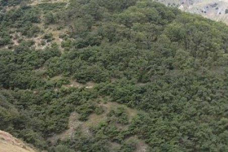طرح ۲۰ میلیارد تومانی برای مقابله با زوال جنگل‌های بلوط لرستان به رئیس جمهور ارائه می‌شود