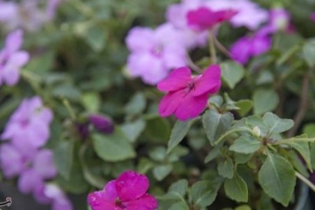 کاهش قیمت گل رونق را از بازار شب یلدای گلفروشان اصفهانی گرفت