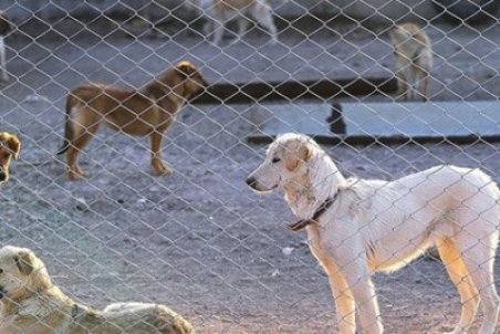 واکسیناسیون ۸۰ قلاده از سگ‌های بلاصاحب در پناهگاه حیات شهرداری اراک