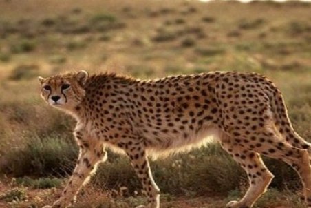 ۱۸ فرد یوزپلنگ در پارک ملی توران شاهرود شناسایی شد