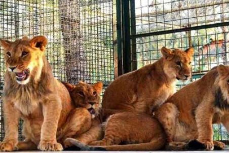 فعالیت بدون مجوز باغ وحش و پلمب باغ پرندگان مشهد در هاله ای از ابهام