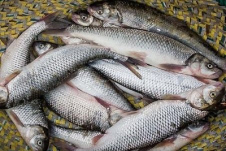 نبی زاده : تولید ماهی قزل آلا نسبت به سال قبل ۲۵ درصد کاهش یافت