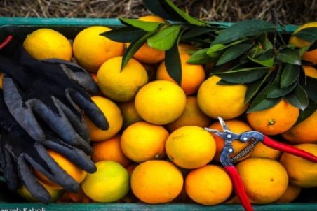 ذخیره ۸ هزار تن هندوانه و انار؛ آغاز عرضه میوه شب یلدا از ۲۵ آذر