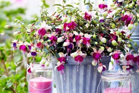 همه چیز درباره گل زنگوله‌ای + فیلم