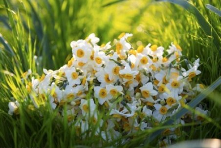 قیمت هر دسته گل نرگس اعلام شد