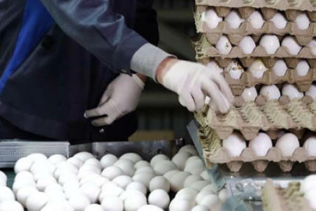 بازار تخم مرغ آشفته است
