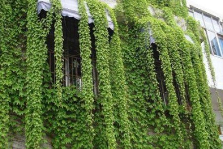 طریقه کاشت پیچک بوستون