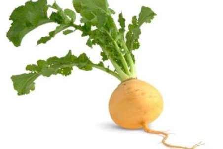 آیا مصرف شلغم در دوران بارداری بی خطر است ؟