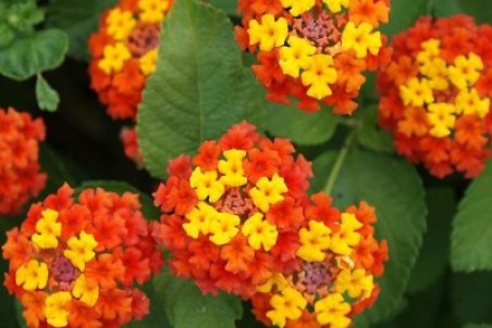 تمام خواص گیاه شاه پسند