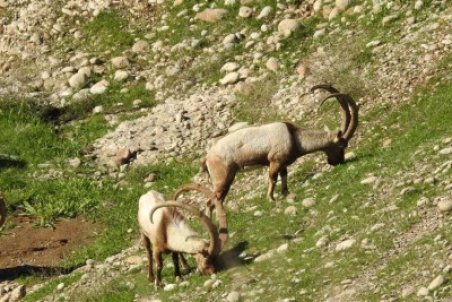 آغاز سرشماری زمستانه وحوش استان همدان