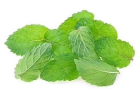 خواص پونه و فواید دارویی درمانی آن