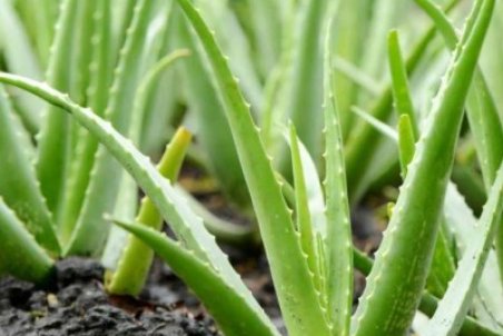 نحوه پرورش آلوئه ورا
