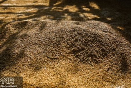 مردم مشکلی برای تأمین برنج خارجی ندارند/کشاورزان از این قیمت فعلی برنج ناراضی هستند