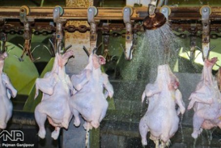 مرغ ارزان نخواهد شد