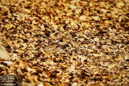 جمع آوری ۵۰۰ تن برگ پاییزی در یک شبانه‌روز