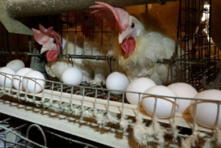 تخم‌مرغ کیلویی ۲۲ هزار و ۵۰۰ تومان عرضه می‌شود/ محدودیتی در عرضه تخم‌مرغ وجود ندارد