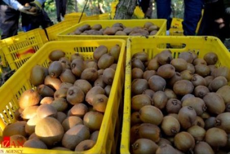 ماجرای کیوی‌های برگشت خورده از گمرک چه بود؟