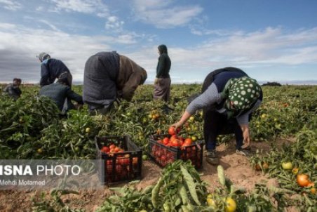 قیمتِ بالایِ گوجه فرنگی بوشهر؛ کشاورز ناراضی، مردم ناراضی‌تر