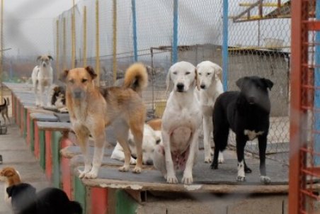 مشکلی در مرکز نگهداری حیوانات بلاصاحب بندرعباس وجود ندارد