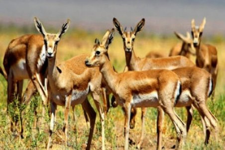 ساخت‌هایی که تاخت‌ها را محدود کرده است