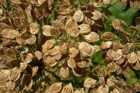 خواص دارویی گلپر