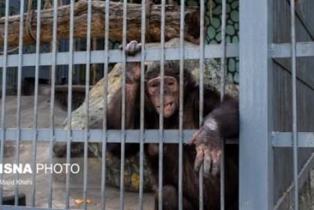 آخرین وضعیت باغ وحش ارم و مرکز نگهداری حیات وحش صفادشت