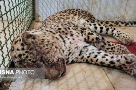 روند درمان پلنگ هزارمسجد ‫در شرایط مطلوبی قرار دارد‬