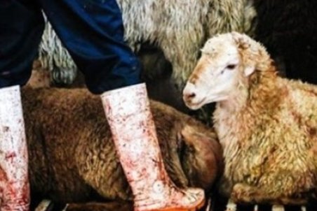 تکذیب کشتار دام‌های آبستن در کشتارگاه فساران/ کشتار این دام‌ها ممنوع است