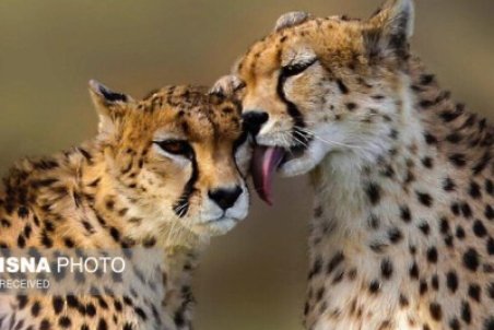 یوزهایی که دیده نمی‌شوند