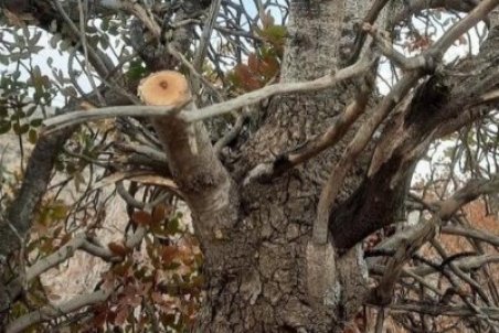 قطع سرشاخه درختان بنه مربوط به "مُله‌گاله" نیست