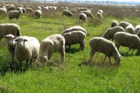 بهره‌برداری از مراتع مجوزدار به وراث منتقل می‌شود