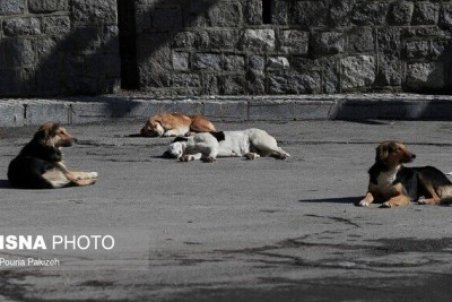 بین یک تا سه میلیون سگ بلاصاحب در کشور وجود دارد/هزینه ۱۰ میلیون دلاری برای واکسن هاری