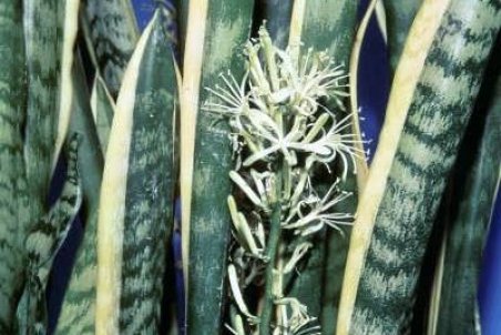 آشنایی با اصول پرورش سانسوریا پوست ماری