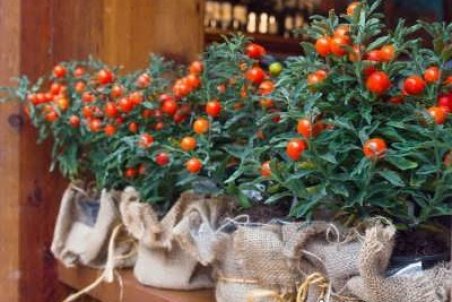 آموزش پرورش گیلاس مجلسی