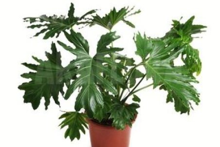 تکثیر فیلودندرون و نحوه نگهداری و پرورش