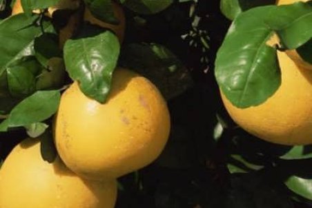 راهنمای کاشت درخت گریپ فروت و پرورش آن