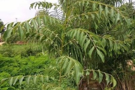 آشنایی با نحوه کاشت درخت عرعر