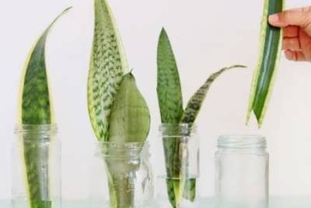 نحوه تکثیر سانسوریا با دو روش متفاوت