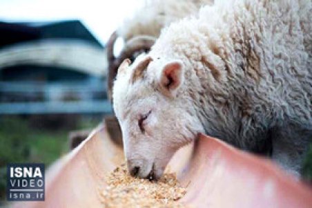 ویدئو / احتمال افزایش قیمت گوشت، با آزادسازی صادرات دام